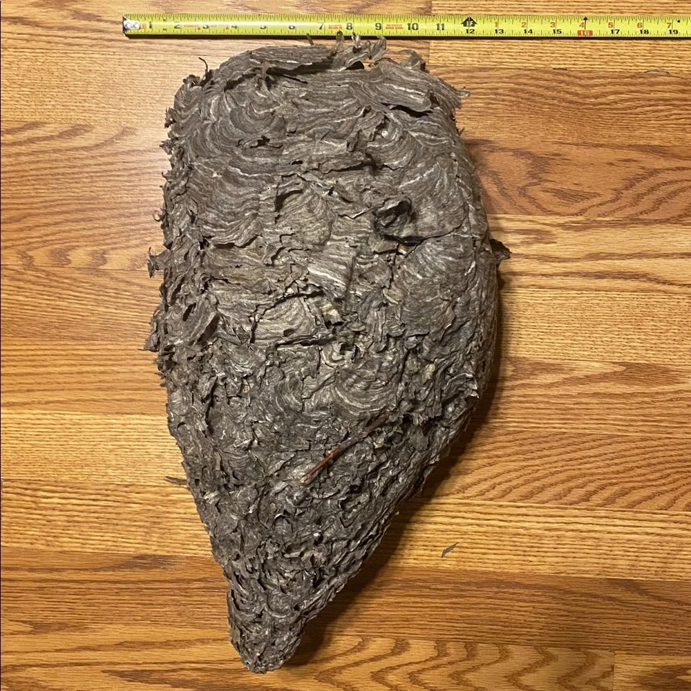 Absolutely gorgeous flawless bald faced hornets nest! Taxidermy, science oddity